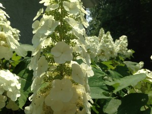My backyard is the oak leaf hydrangeafest  