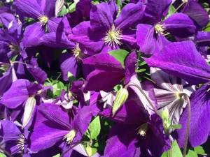 The clematis beside my house